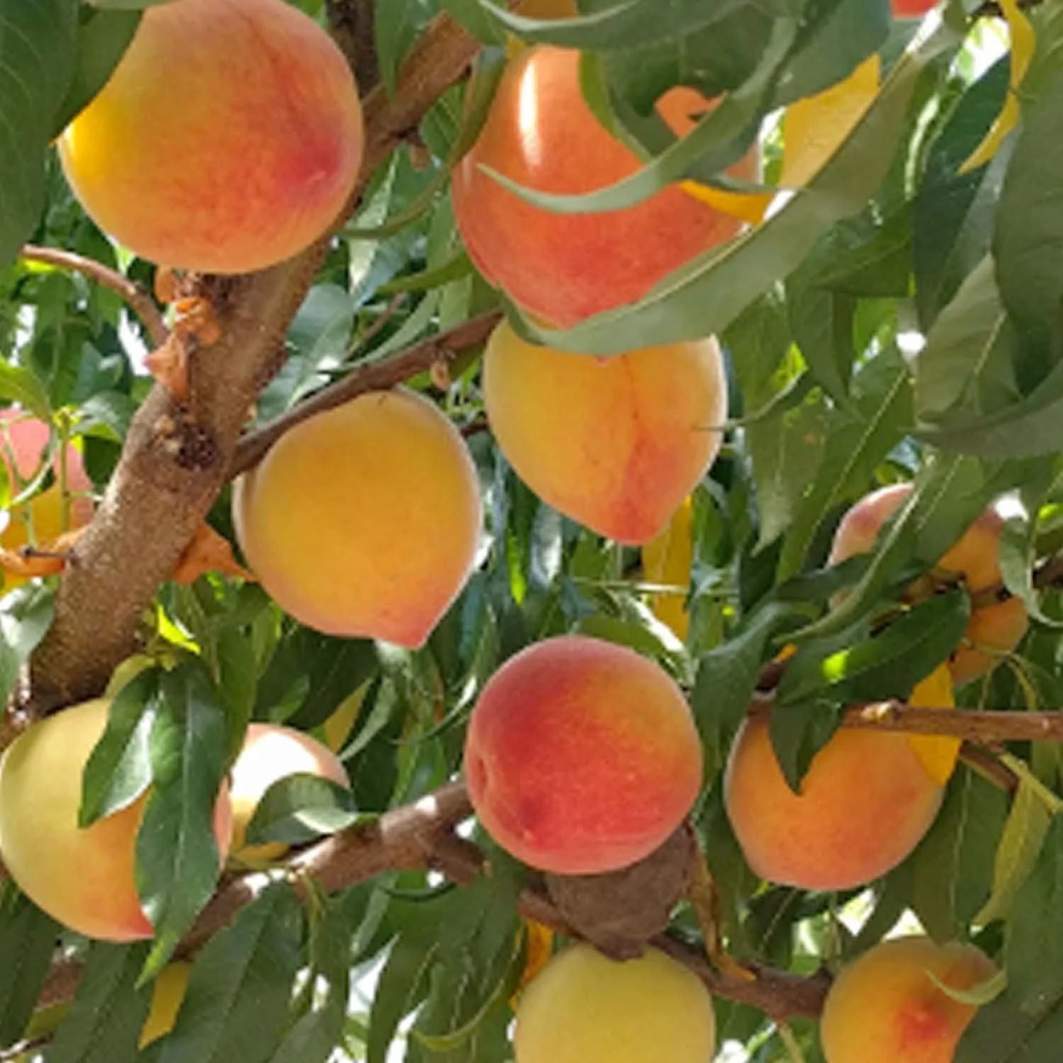 Expert Gardener 1-2 ft. Tall Mid Pride Peach Live Tree in 1- Gallon Grower Pot