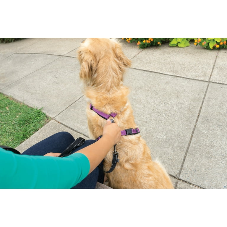 Petsafe front clip harness hotsell