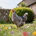 thumbnail image 2 of 1/2 Pieces Chicken Saddle for Hens, Outdoor Hen Apron with Adjustable Strap Chicken Vest Jacket Clothes for Protective Poultry Feather Sling Back & Sides Protector Accessories, 2 of 7