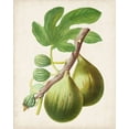 thumbnail image 2 of Vision Studio  15x18 White Modern Wood Framed Museum Art Print Titled - Antique Fruit IV, 2 of 4