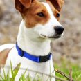 thumbnail image 6 of Reflective Nylon Dog Collars 2pcs,with Quick Release Buckle,Adjustable Safety Nylon Collars for Small Medium Large Dogs, 6 of 8