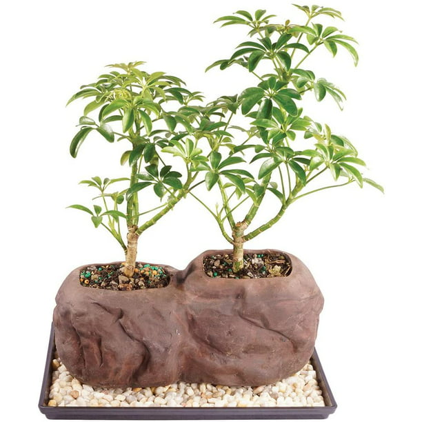 Brussels Live Dwarf Hawaiian Umbrella Indoor Bonsai Tree On Double Rock 3 Years Old 6 To 10 Tall With Decorative Container Humidity Tray Deco Rock Walmart Com Walmart Com