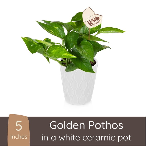 Wild Interiors Golden Pothos Plant, 7-12” Tall, 5” Ceramic Pot