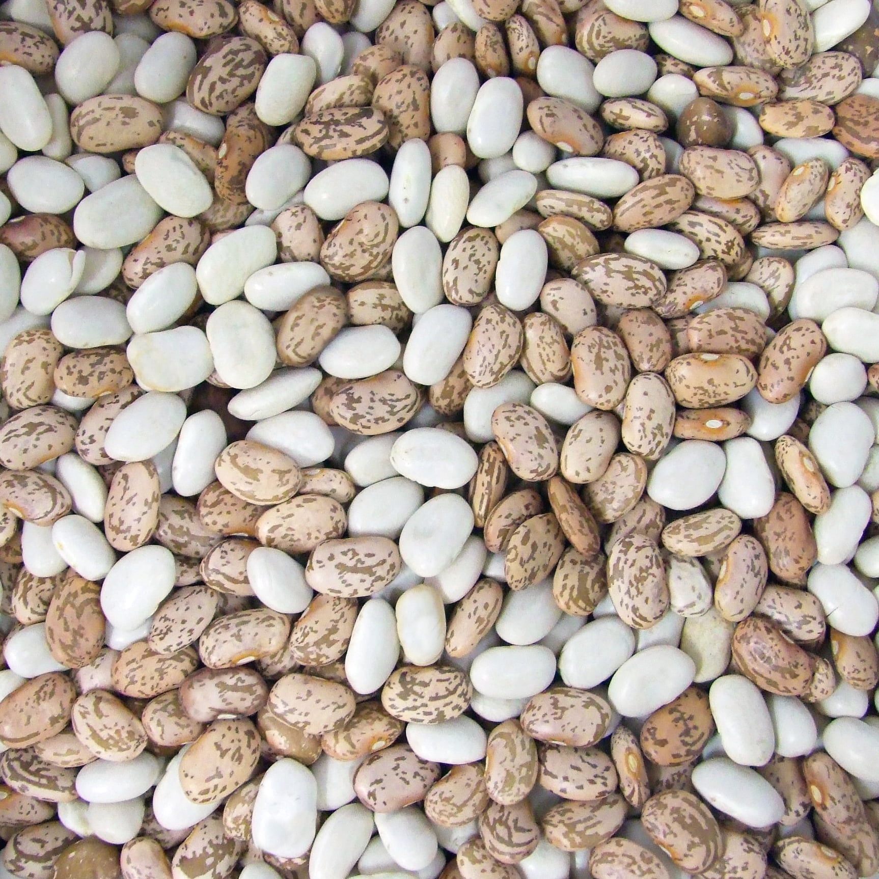 Silers Dried Mixed Beans, 16 oz