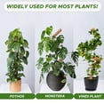 thumbnail image 3 of Poste de musgo flexible para plantas – 28 pulgadas (paquete de 2) – Soporte para escalada y crecimiento de plantas – Eleva tu jardín interior, 3 of 5