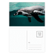 thumbnail image 1 of Organismo Marino Ocean fotografia de animales Set cumpleaños gracias tarjeta postal correo lado 20pcs, 1 of 3