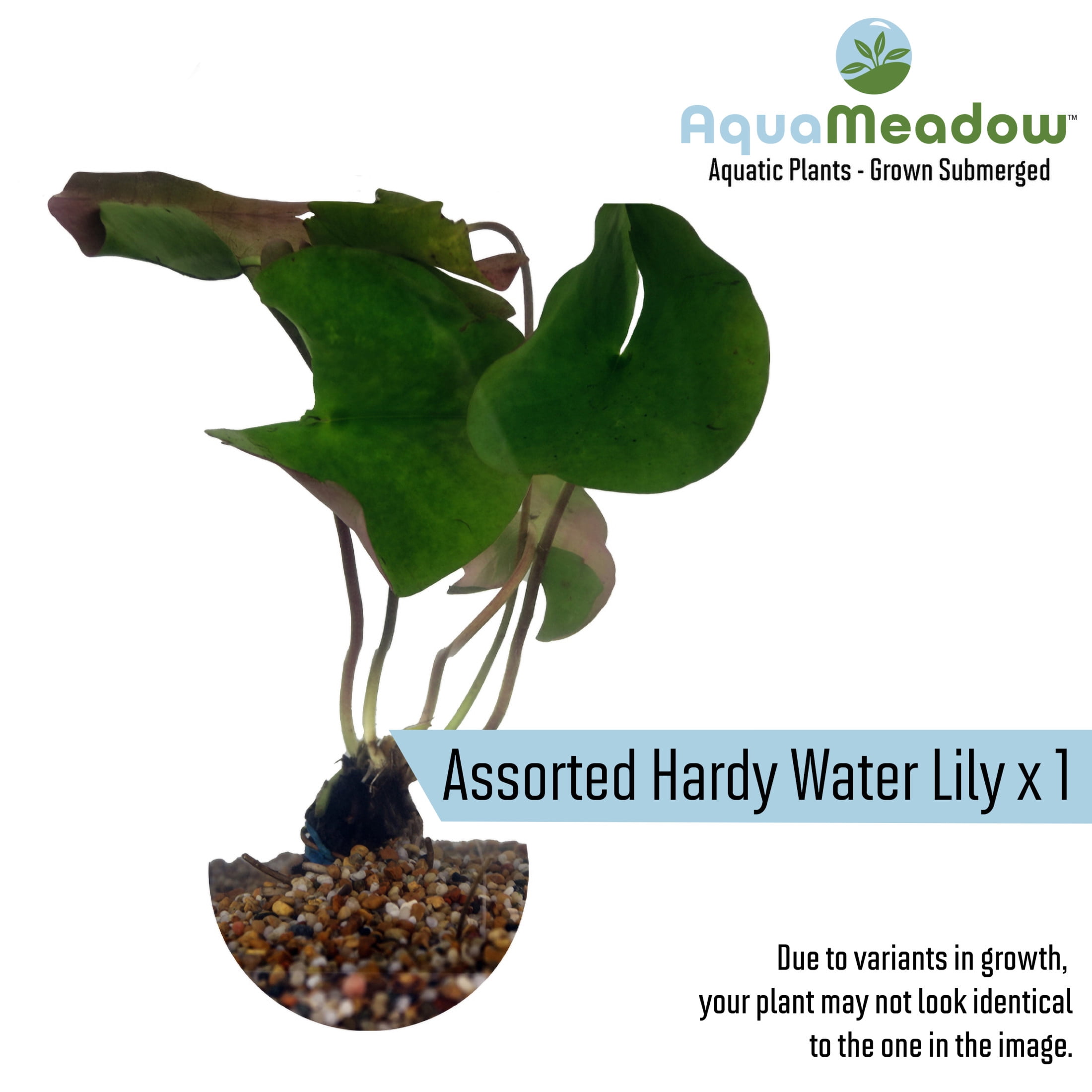 AquaMeadow Starter Pond Plant Bundle