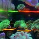 thumbnail image 1 of Soporte para pecera de Coral fluorescente soporte acrílico para pecera arrecife Wdftyju de acuario con tapones herramienta de montaje con ventosa soporte para plantas y agua, 1 of 7
