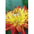 thumbnail image 2 of Berzel, Erin 11x14 Gold Ornate Wood Framed with Double Matting Museum Art Print Titled - Summer Bloom XV, 2 of 4
