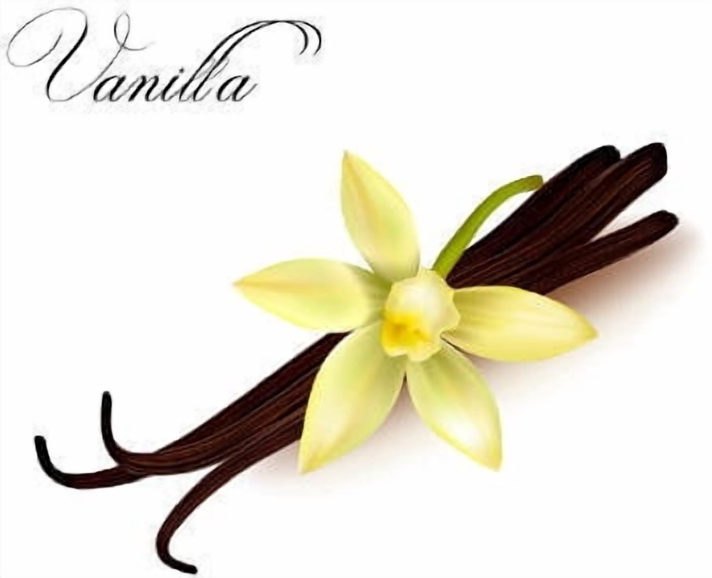 Vanilla 10 Fold Essential Oil 5 ml (1/6 fl oz) - 100% Pure and Natural by Silky Scents