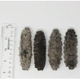thumbnail image 3 of DOL Wild Caught,Sun Dried Mexico Black Pin Sea Cucumber All Natural Nutritious 高泡發墨西哥野生肥仔刺參 雙排刺參 墨西哥刺參 Sea Cucumbers In Bag (Small 8oz/bag), 3 of 5