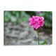 thumbnail image 1 of Cuadro decorativo - Flor I, Arturo Sánchez 60x40 Canvas Lab Botánica, Floral, Naturaleza, 1 of 2