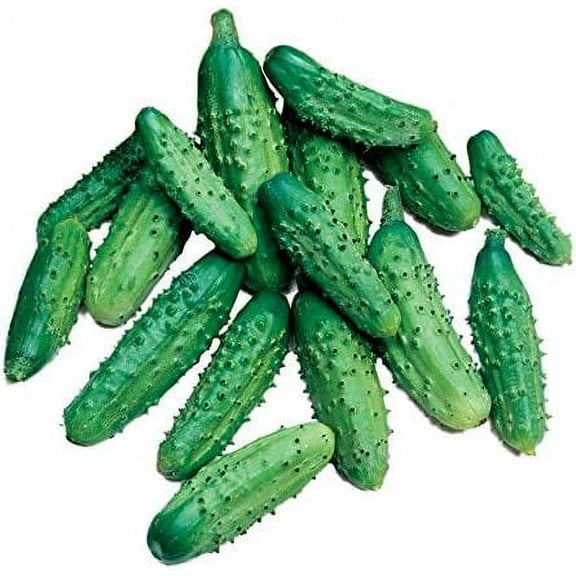 Parisian Gherkin Cucumber Seeds for Planting (20 Seeds) - Delicious and Easy to Grow