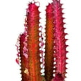 thumbnail image 5 of Red African Milk Tree, 6 inch Pot, Euphorbia Trigona, All red, 5 of 9