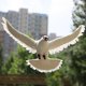 thumbnail image 4 of Figuras de esculturas de estatua de pájaros de palomas emdas decorativas para el hogar y el escritorio 4 Blanco Zulema Decoy Pigeon Artificial, 4 of 6