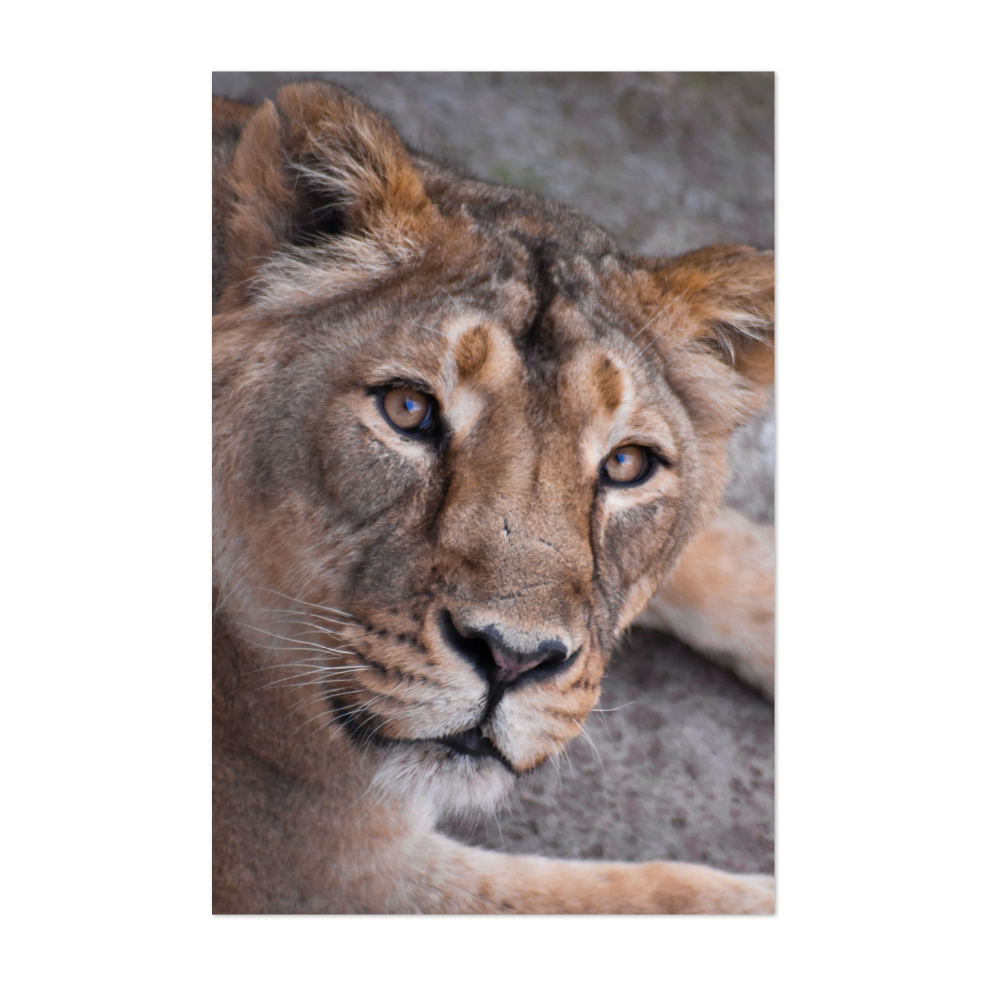 Digital Prints Art Collectibles Strong Like A Lioness Print Prints digital-prints-art-collectibles-strong-like-a-lioness-print-prints