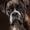 Boxer, variant on Boxer Dog Portrait Canvas Print Wall Art for Living Room Bedroom Office Home Wall Art Pet Lover Decor