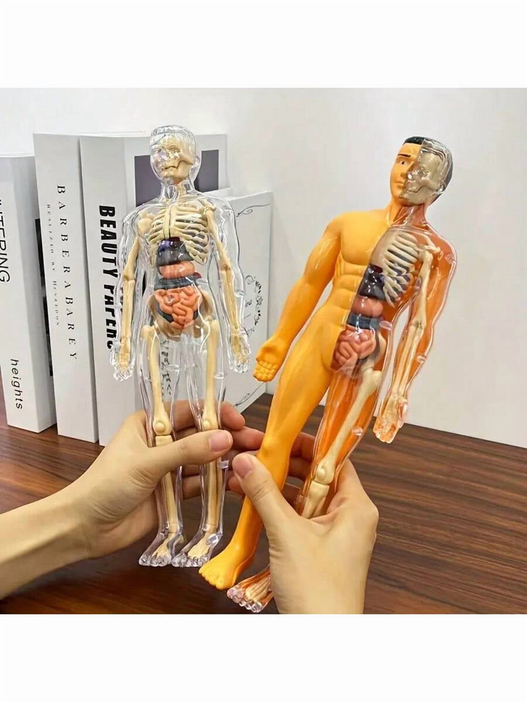 Tedco Toys 4D Vision Orca Anatomy Model - Walmart.com