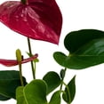 thumbnail image 5 of BubbleBlooms Anthurium Pearl Micro Champion 2 inch Dark Red Flower, 5 of 9