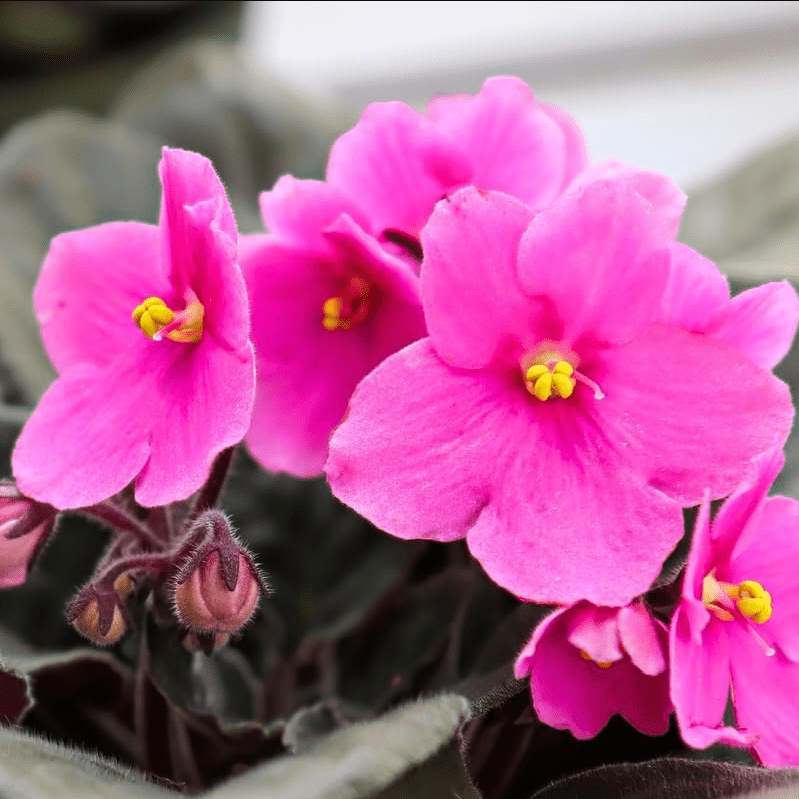 Light Pink Africa Violets Live Plant for Planting Indoor Outdoor, Light Pink Blooming Violet, Africa Violet Flowers, 4 Inch Pot