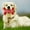 5Pack-VR2217, variant on 5 Pack Pet Supplies Christmas Dog Toy Sound Emitting Puppy Toy Santa Decoration for Gifts
