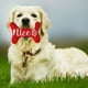 thumbnail image 1 of Juguetes Navideños para perros Xihbxyly Decoración de Papá Noel, 1 of 6