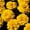 Bright Yellow, variant on French Marigold Flower Garden Seeds - Janie Series - Harmony - 1000 Seeds - Annual Flower Gardening Seeds - Tagetes patula