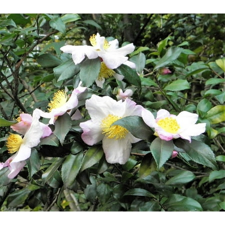 5 Seeds TEA PLANT Black & Green Drinking Tea Camellia Sinensis Evergreen Tree Shrub Flower Seeds