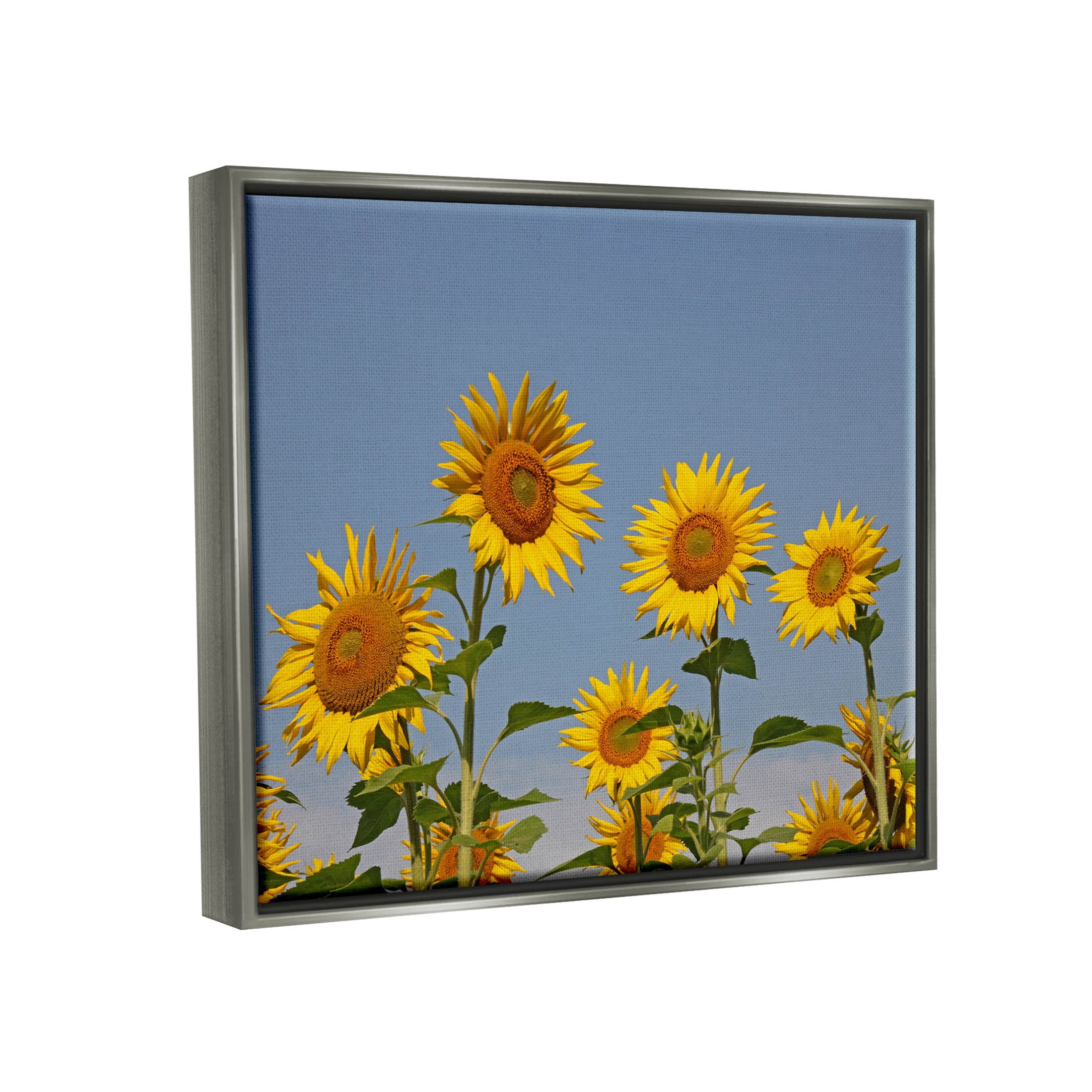 Sunflower Field Clear Sky Botanical & Floral Photograph Luster Gray Framed Art Print Wall Art