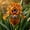 C, variant on Variegated Blue Iris Rhizomes‑Residential Ornament‑Lovely Gift Yard‑Blossom Annually‑(Non‑Artificial)