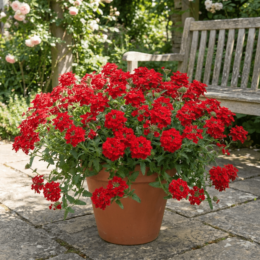Set of 2 Mix Verbena Plants Live, 4-6 Inches Tall in 4 Inch Pots, Verbena Flower Plants, Vibrant Color Red and White Blooms for Indoor Outdoor Growing