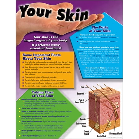 Your Skin Learning Chart 17x22 [CD414044] [CD414044]