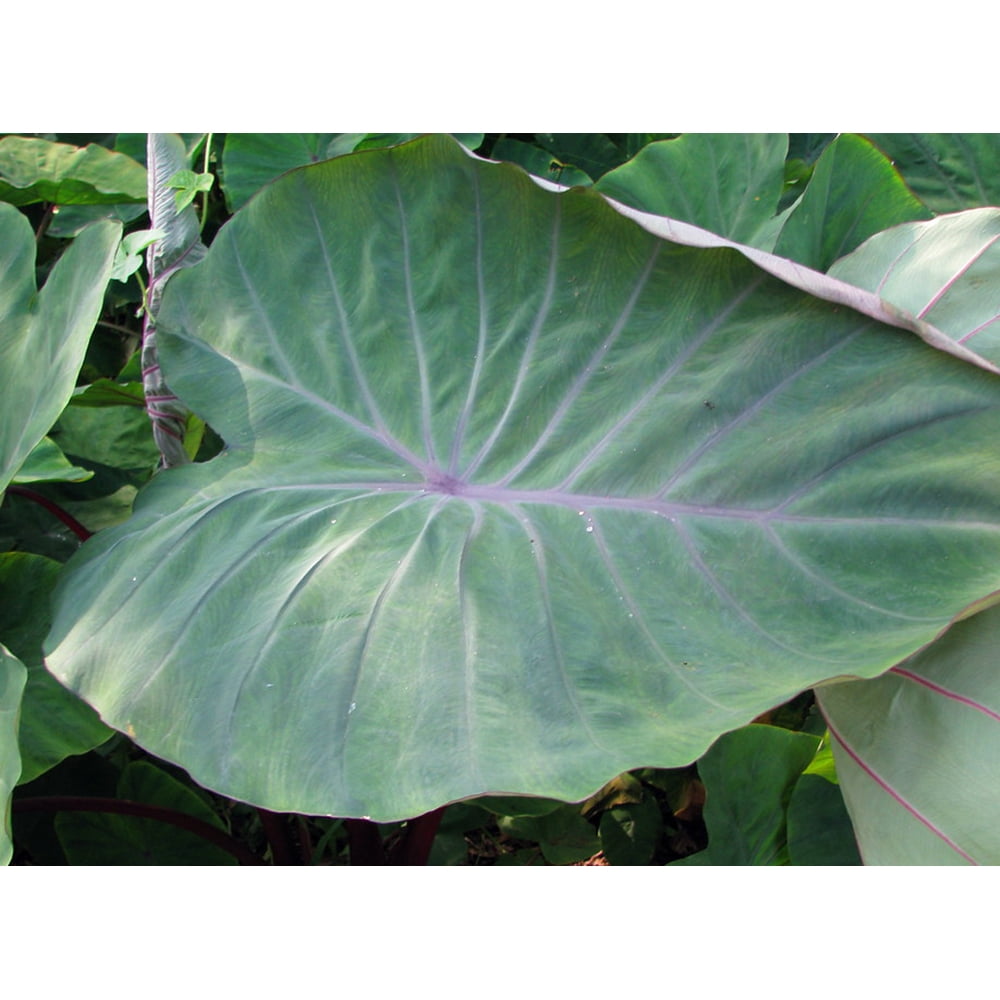 Sangria Tropicools™ Elephant Ear Plant Colocasia 4