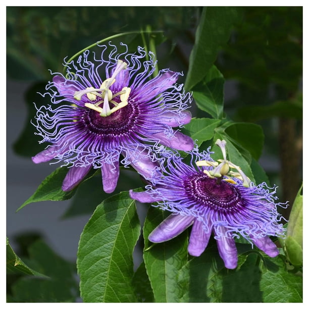 Everwilde Farms - 5 Purple Passion Flower Native Wildflower Seeds