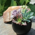 thumbnail image 6 of Element by Altman Plants Succulent Plants 6-Pack - Live Succulents Plants - Full Sun - 3.5-Inch Pots, 6 of 8