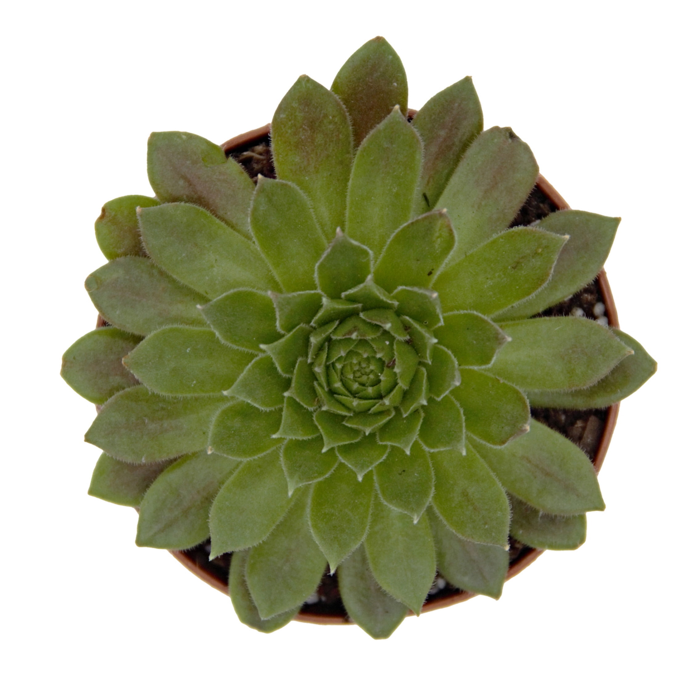 ReptiCulture Assorted Sempervivum - Desert 2" Pot 3 pk