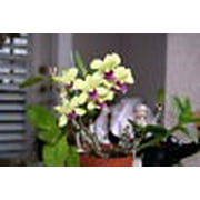 Orchid Love Organic Orchid Fertilizer Food Bloom Booster 1 Quart (32oz) Liquid Concentrate - Best Natural Fertiliser