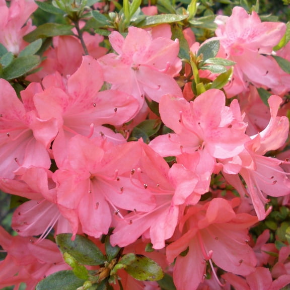 Blaauw's Pink Gable Azalea-Evergreen Shrub-Stunning Blooms for Your Garden  3 Gallon