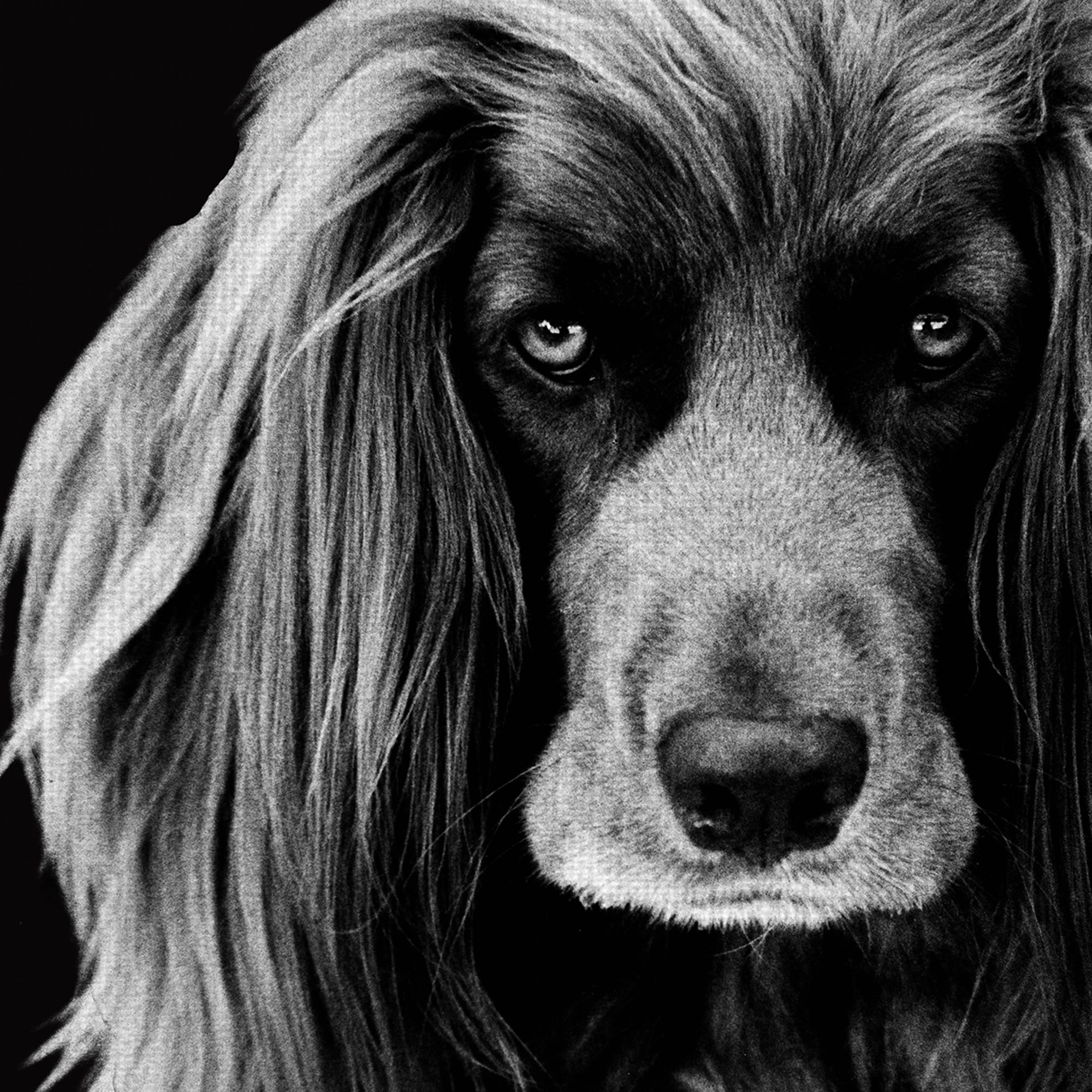 Masterpiece Art Gallery Harry the Dog by Frank Bruynbroek Black and White Canvas Photo Print 11" x 14"