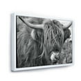 thumbnail image 3 of Designart 'Close Up Of Scottish Cow On Moorland II' Farmhouse Framed Canvas Wall Art Print, 3 of 5