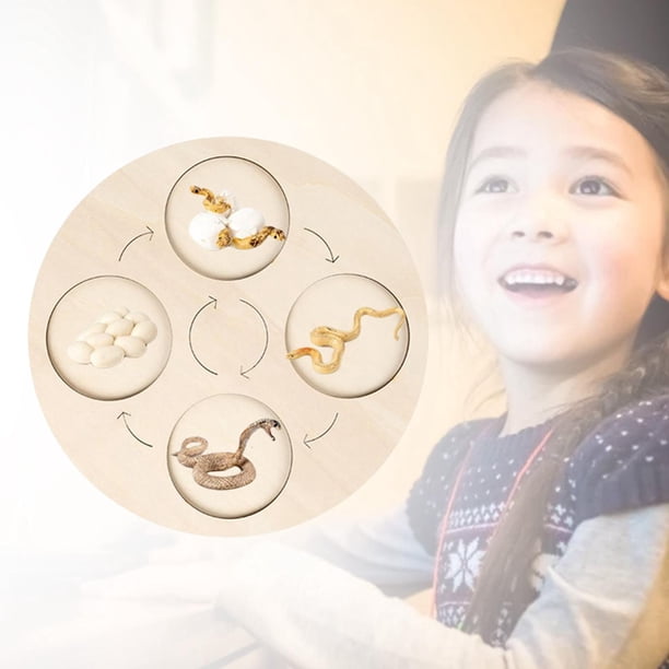 Juguete de Ayuda para Enseñanza de Educación Temprana de para Niños Y Niñas Presentes , Serpiente CUTICAT Tablero de ciclo de vida