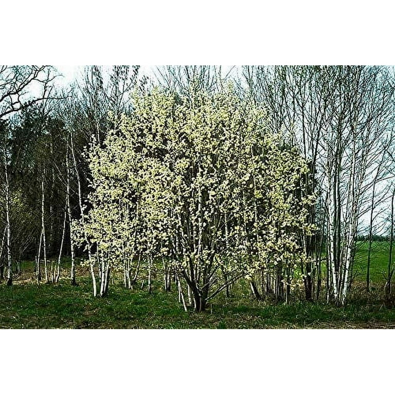 2 Pussy Willow Tree Cuttings - Ready to Plant - Salix Discolor - Beautiful Flowering Cat Skins Tree - Attracts Butterflies and Hummingbirds