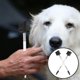 thumbnail image 4 of 2 uds cepillo de limpieza de ojos de perro de cerdas suaves peine de pelo de perro cepillo de ojos de perro peine de aseo para perros, 4 of 6