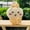 A1, variant on Cute Chiikawa Hachiware Usagi plush doll small pendant birthday gift