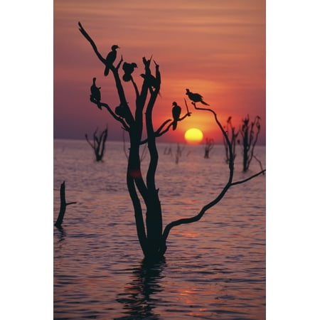 Birds On Tree Lake Kariba At Sunset Canvas Art - Sasha Gusov  Design Pics (12 x