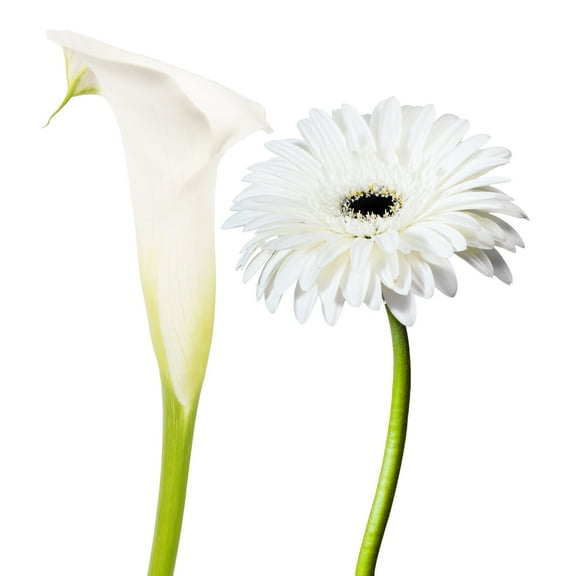 White Mini Calla & Gerbera Combo - Farm Direct Fresh Cut Flowers - 75 Stems -by Bloomingmore