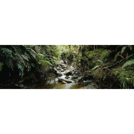 Fiordland National Park - Stream flowing in a forest Milford Sound Fiordland National Park South Island New Zealand Canvas Art - Panoramic Images (18 x 6)
