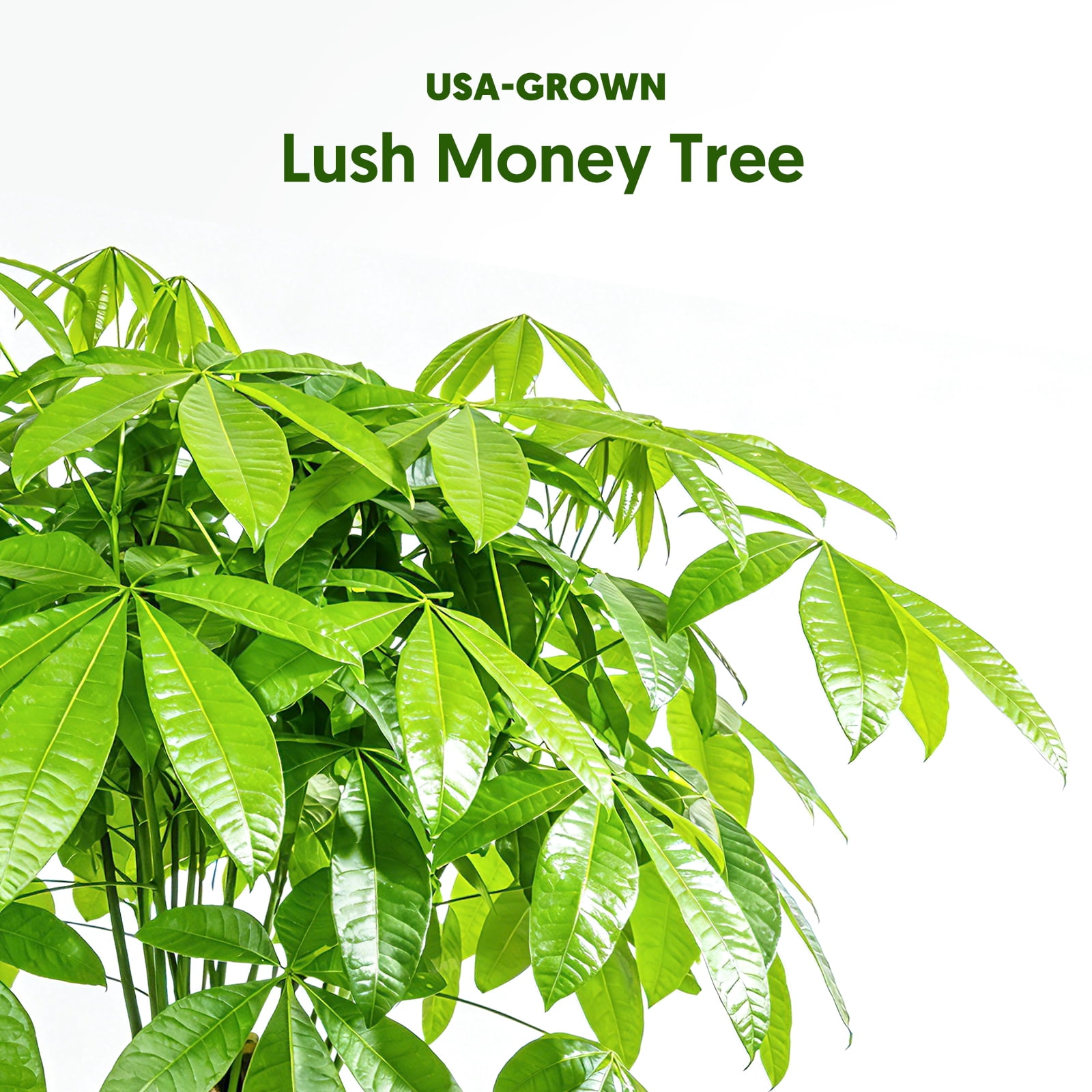 8“-12" Tall Pachira Braided Money Tree, Live Plants Easy to Grow Houseplant, Indoor Bonsai,Gift for Mom
