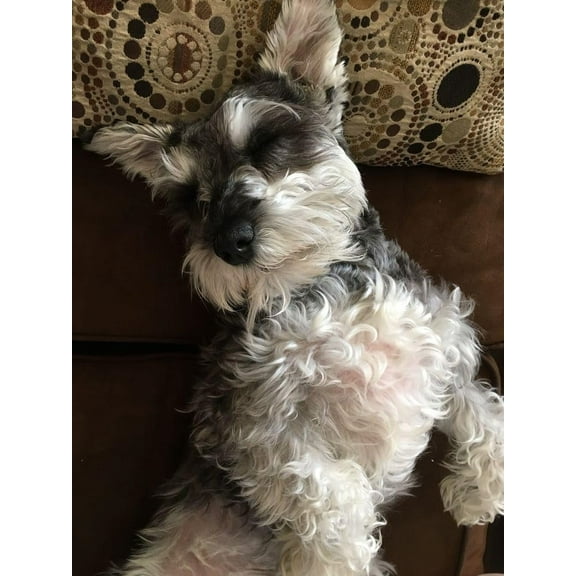 wooden puzzle Schnauzer - like Dog Intelligent Game Fit togather a magic Art for home Decoration or Prensent 300 pieces