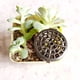 thumbnail image 5 of 100 Uds. Cubierta de fertilizante portátil para bonsái Outil caja de cúpula de plástico Engrais Paniers de fertilizante para plantación de jardín agrícola, 5 of 5